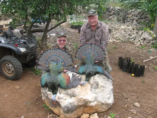 Ocellated Turkey Hunts — photograph from the Gunners Taxidermy gallery
