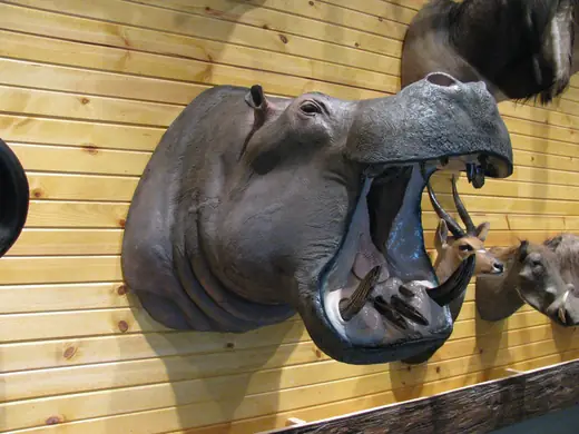 Africa Game Taxidermy — photograph from the Gunners Taxidermy gallery