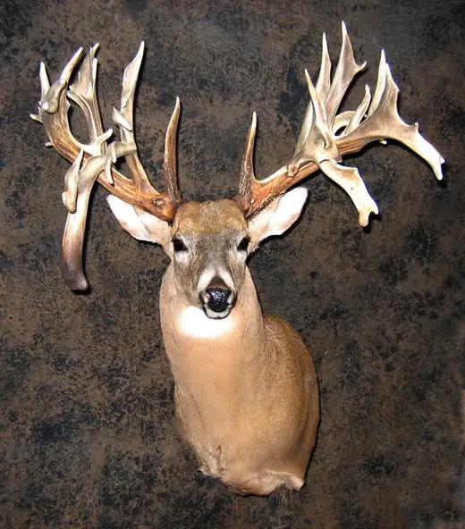 Whitetail Deer Taxidermy — photograph from the Gunners Taxidermy gallery