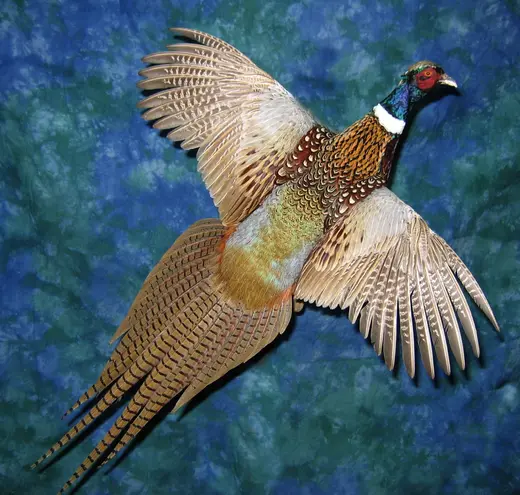 Upland Game Bird Taxidermy — photograph from the Gunners Taxidermy gallery