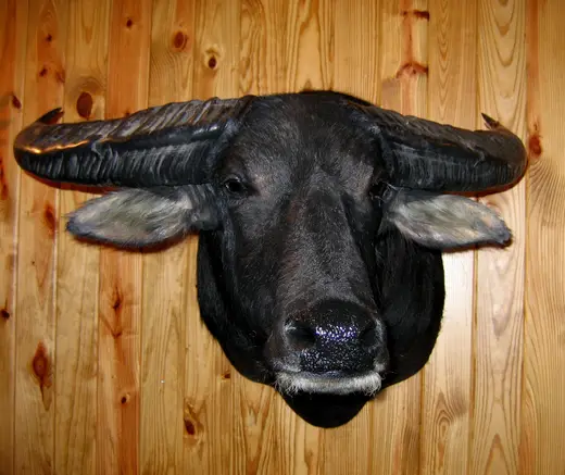 Gamehead Taxidermy — photograph from the Gunners Taxidermy gallery