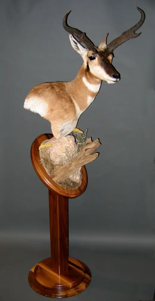 Gamehead Taxidermy — photograph from the Gunners Taxidermy gallery