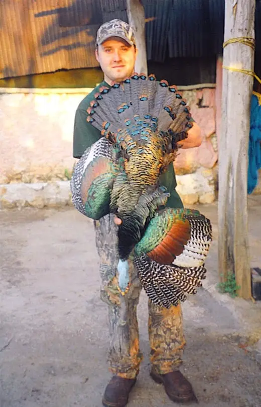 Stevie Young Ocellated — Ocellated Turkey Hunts at Gunners Taxidermy
