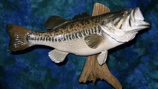 Illustration of a mounted game fish representing Gunners Taxidermy fish mounts