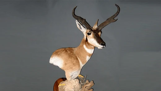 Illustration of a pronghorn antelope shoulder mount representing Gunners Taxidermy game head mounts